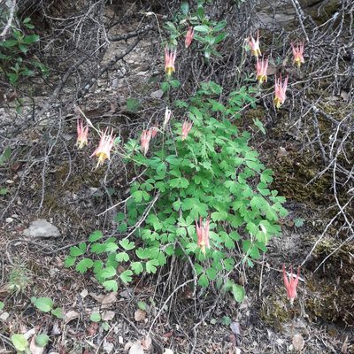 Aquilegia elegantula, photographed by José Gerardo Velasco