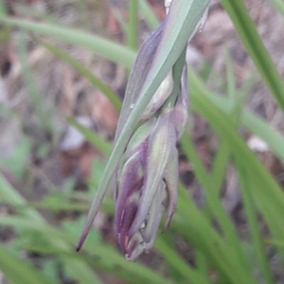 Anticlea hintoniorum, photographed by José Gerardo Velasco