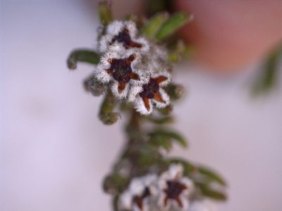 Phylica diosmoides, photographed by Dave U