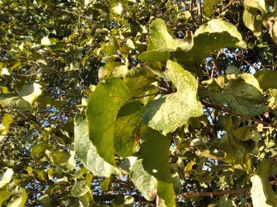 Croton sylvaticus, photographed by Rosemary Harrison