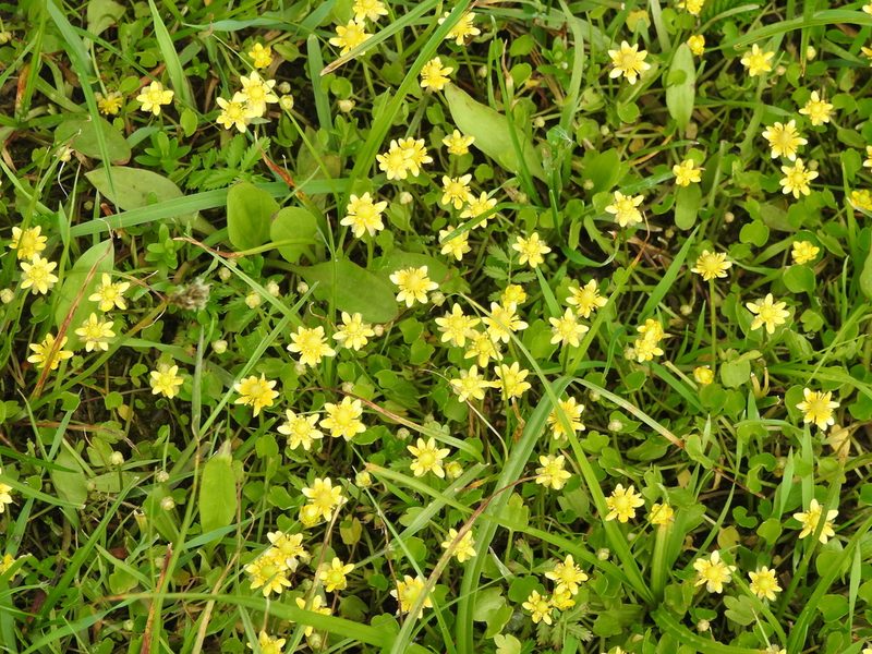 Halerpestes sarmentosa, photographed by Анна Васильченко