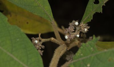 Callicarpa kochiana, photographed by portioid