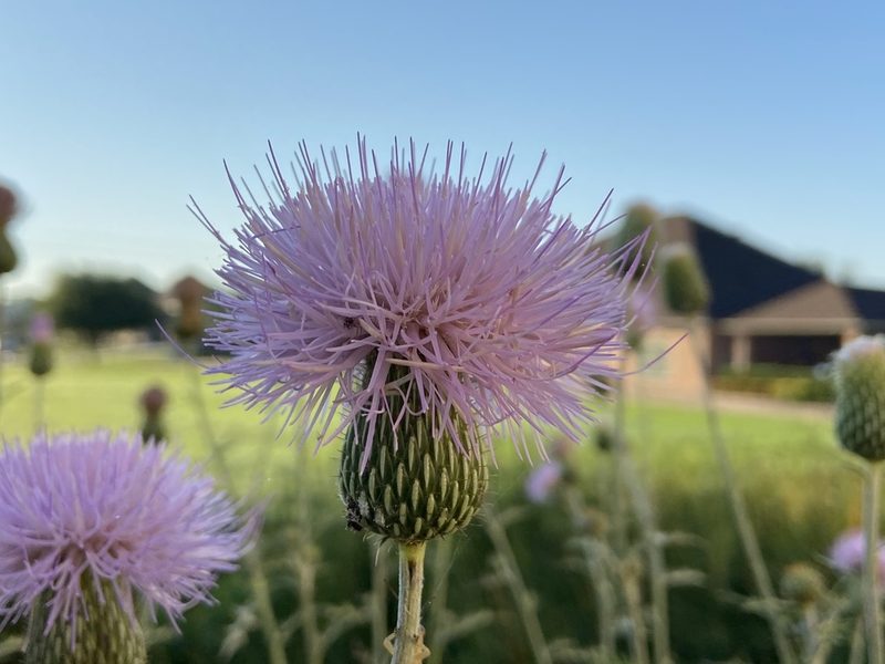 Cirsium engelmannii, photographed by Reid Hardin