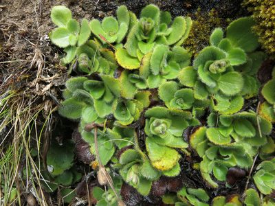 Ourisia spathulata, photographed by John Barkla