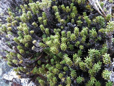 Celmisia ramulosa, photographed by John Barkla