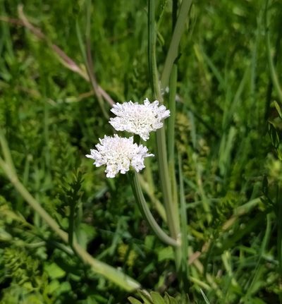 Oenanthe fistulosa, photographed by Francesco Santoro