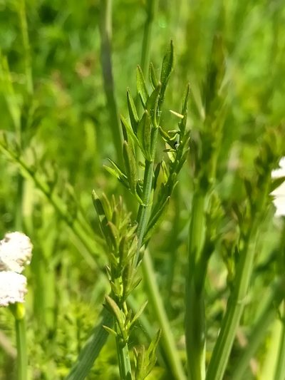 Oenanthe fistulosa, photographed by Francesco Santoro