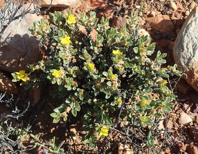 Aizoon karooicum, photographed by Nicola van Berkel