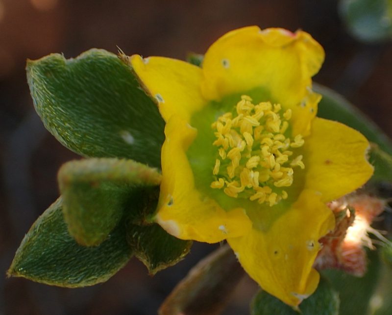 Aizoon karooicum, photographed by Nicola van Berkel