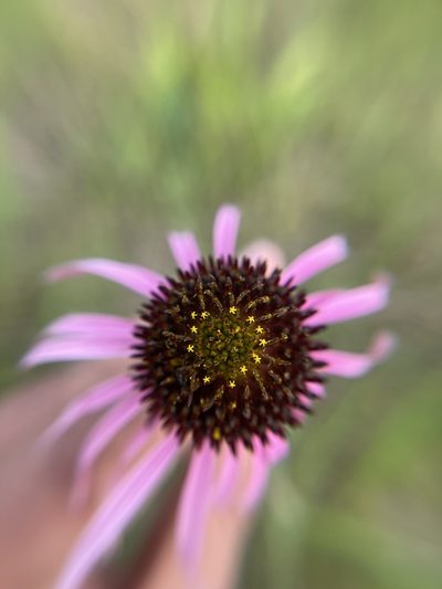 Echinacea simulata, photographed by Brandon Corder