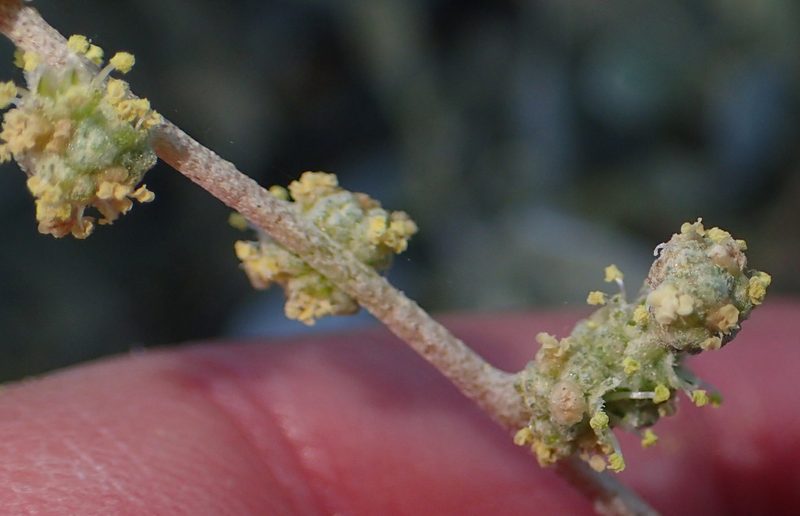 Manochlamys albicans, photographed by Nicola van Berkel