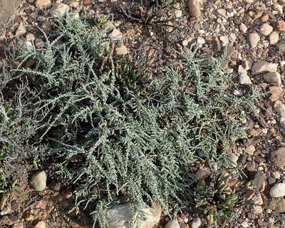 Caroxylon tuberculatum, photographed by Nicola van Berkel