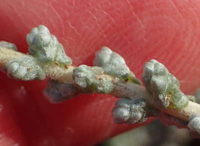 Caroxylon tuberculatum, photographed by Nicola van Berkel