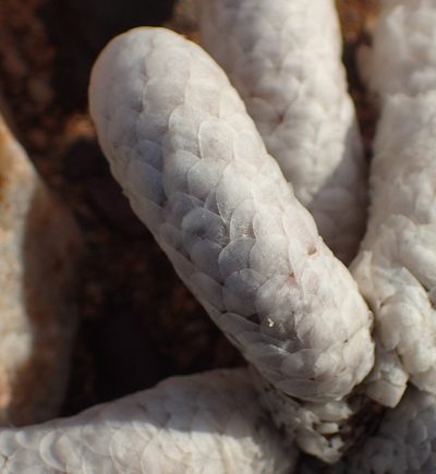 Anacampseros papyracea, photographed by Nicola van Berkel