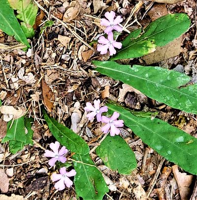 Elytraria bromoides, photographed by johnyochum