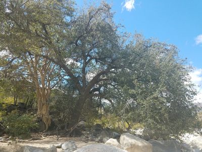 Quercus brandegeei, photographed by Alan Rockefeller
