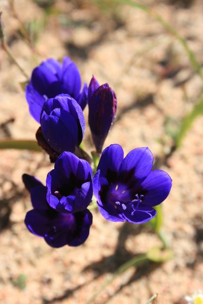 Codonorhiza azurea, photographed by Jacques van der Merwe