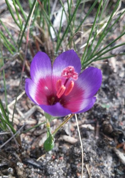 Geissorhiza eurystigma, photographed by Jacques van der Merwe