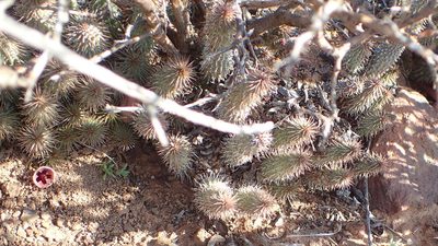Huernia pillansii, photographed by Nicola van Berkel