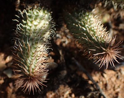 Huernia pillansii, photographed by Nicola van Berkel