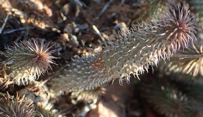 Huernia pillansii, photographed by Nicola van Berkel