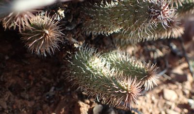 Huernia pillansii, photographed by Nicola van Berkel