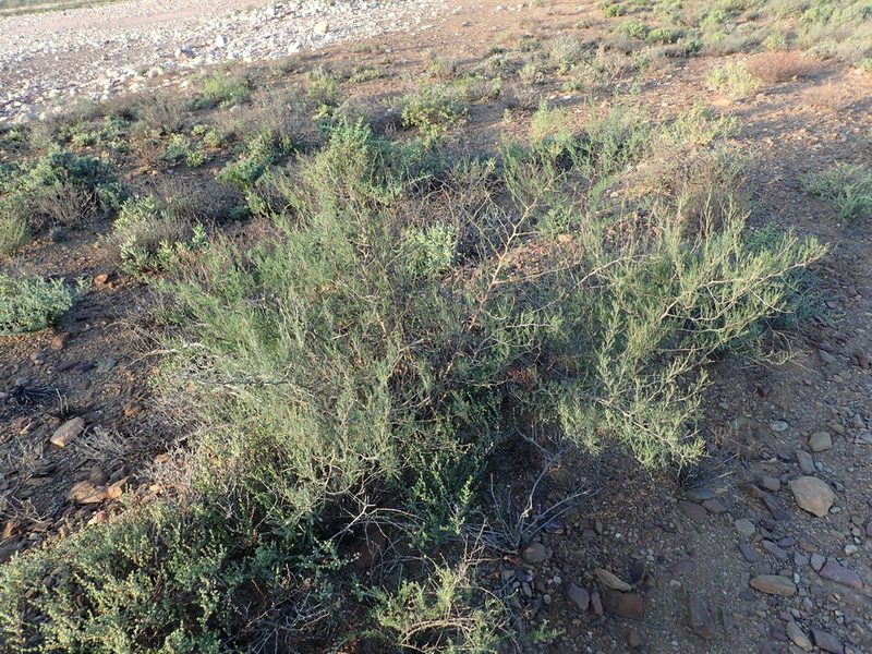 Asparagus recurvispinus, photographed by Nicola van Berkel