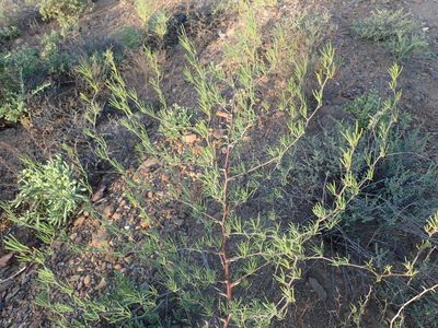 Asparagus recurvispinus, photographed by Nicola van Berkel