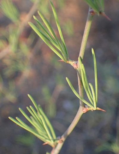 Asparagus recurvispinus, photographed by Nicola van Berkel