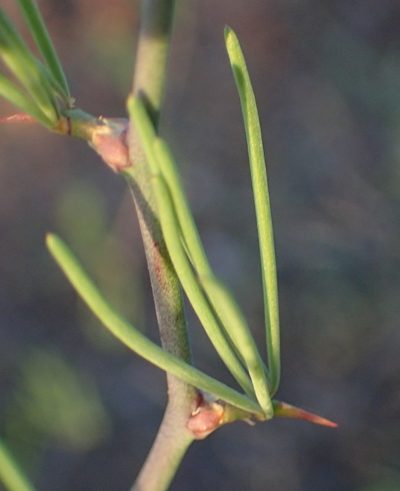Asparagus recurvispinus, photographed by Nicola van Berkel