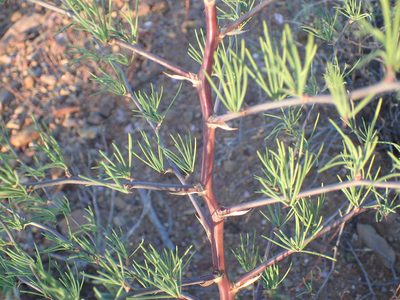Asparagus recurvispinus, photographed by Nicola van Berkel