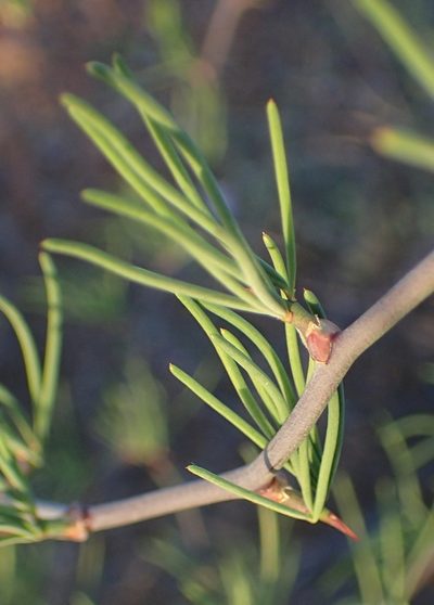 Asparagus recurvispinus, photographed by Nicola van Berkel