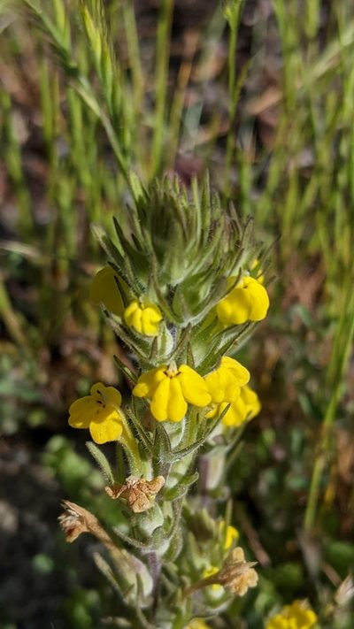 Castilleja lacera, photographed by My-Lan Le