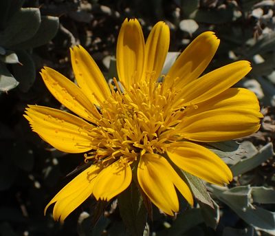 Berkheya cuneata, photographed by Nicola van Berkel