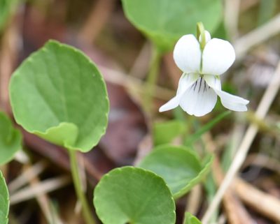 Viola renifolia, photographed by Eric Lamb