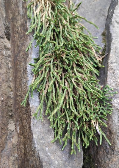 Selaginella sanguinolenta, photographed by Юлия