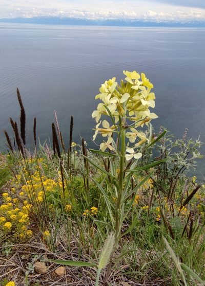 Erysimum flavum, photographed by Юлия