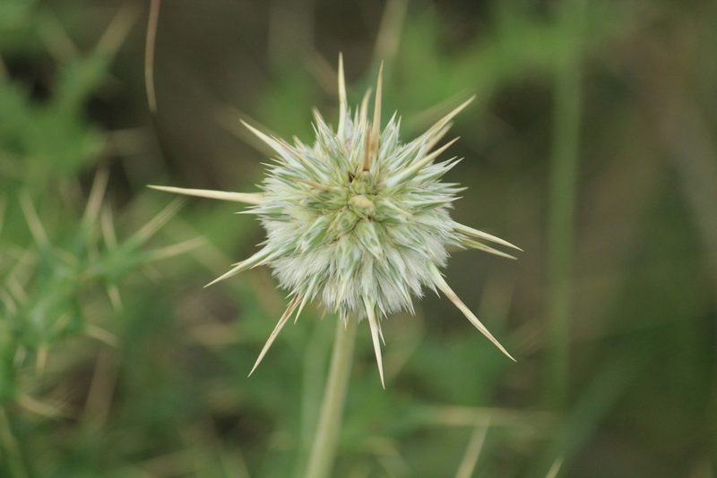 Echinops echinatus, photographed by Haneesh K M