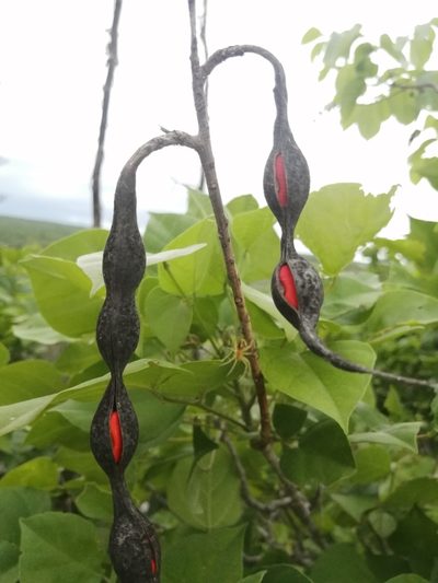 Erythrina standleyana, photographed by Sebastián de Jesús Herrera Buenfil