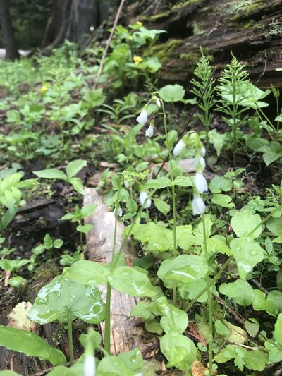 Claytonia cordifolia, photographed by Lindsey Salmonson