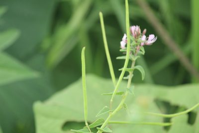 Cleome monophylla, photographed by Haneesh K M