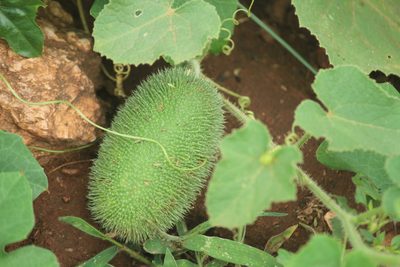 Cucumis dipsaceus, photographed by Haneesh K M