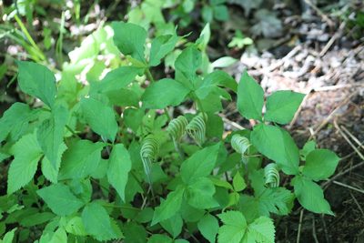 Arisaema stewardsonii, photographed by Steven Lamonde