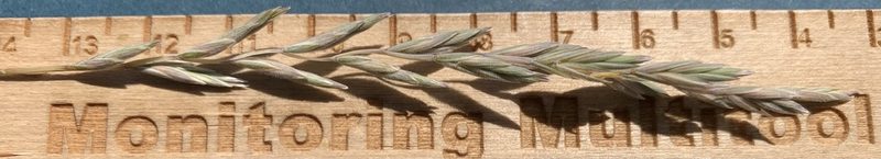 Elymus lanceolatus, photographed by mark-groeneveld
