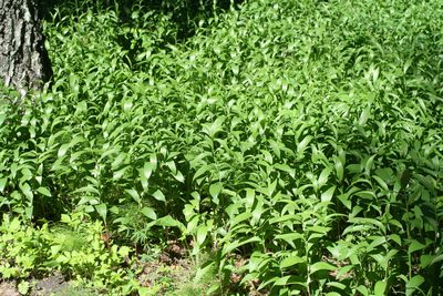 Polygonatum humile, photographed by Oleg Kosterin