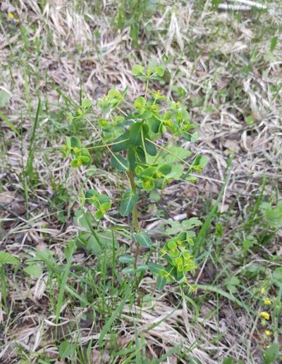 Euphorbia jenisseiensis, photographed by Юлия