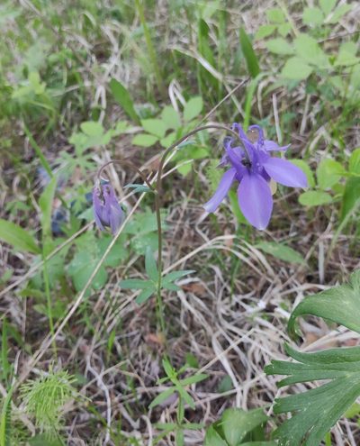 Aquilegia sibirica, photographed by Юлия