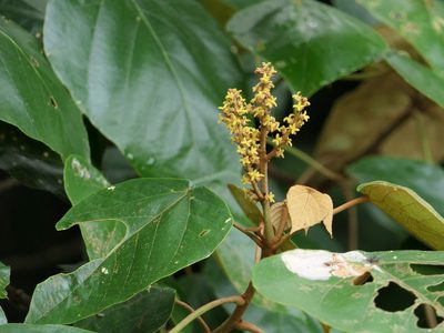 Mallotus tetracoccus, photographed by Dinesh Valke