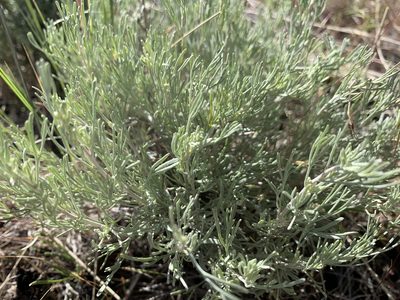 Artemisia tripartita, photographed by mark-groeneveld
