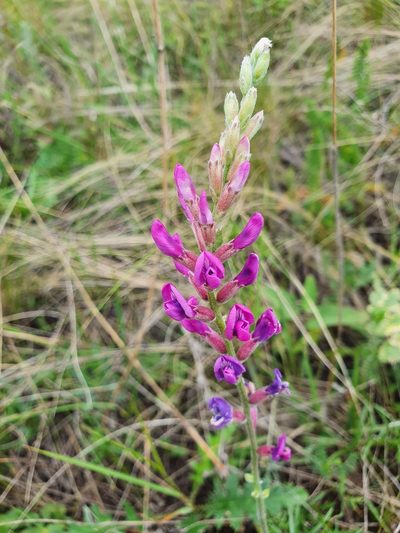 Oxytropis knjazevii, photographed by Анна Митрошенкова
